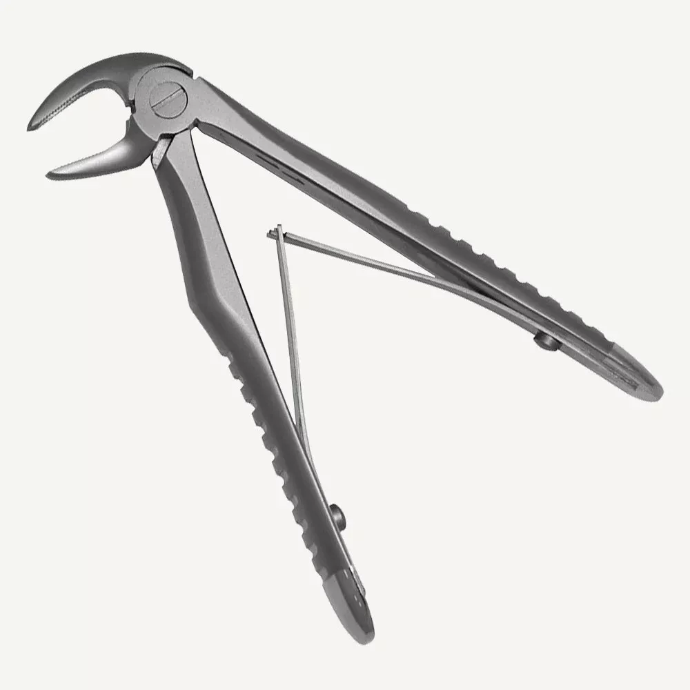 Lower Incisors And Canines
